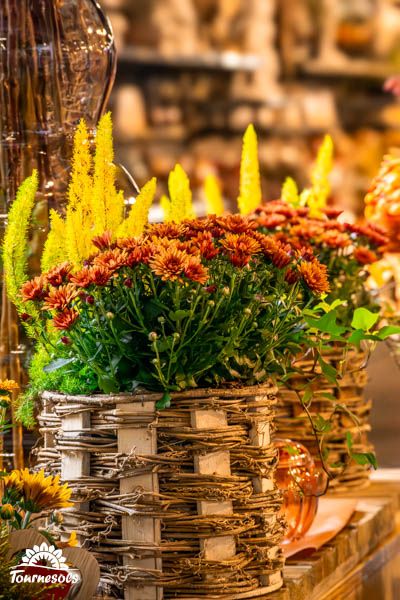 Composition florale de chrysanthèmes orangées en plein épanouissement